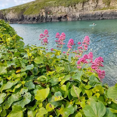 Tintagel Chocolate Box Davidstow